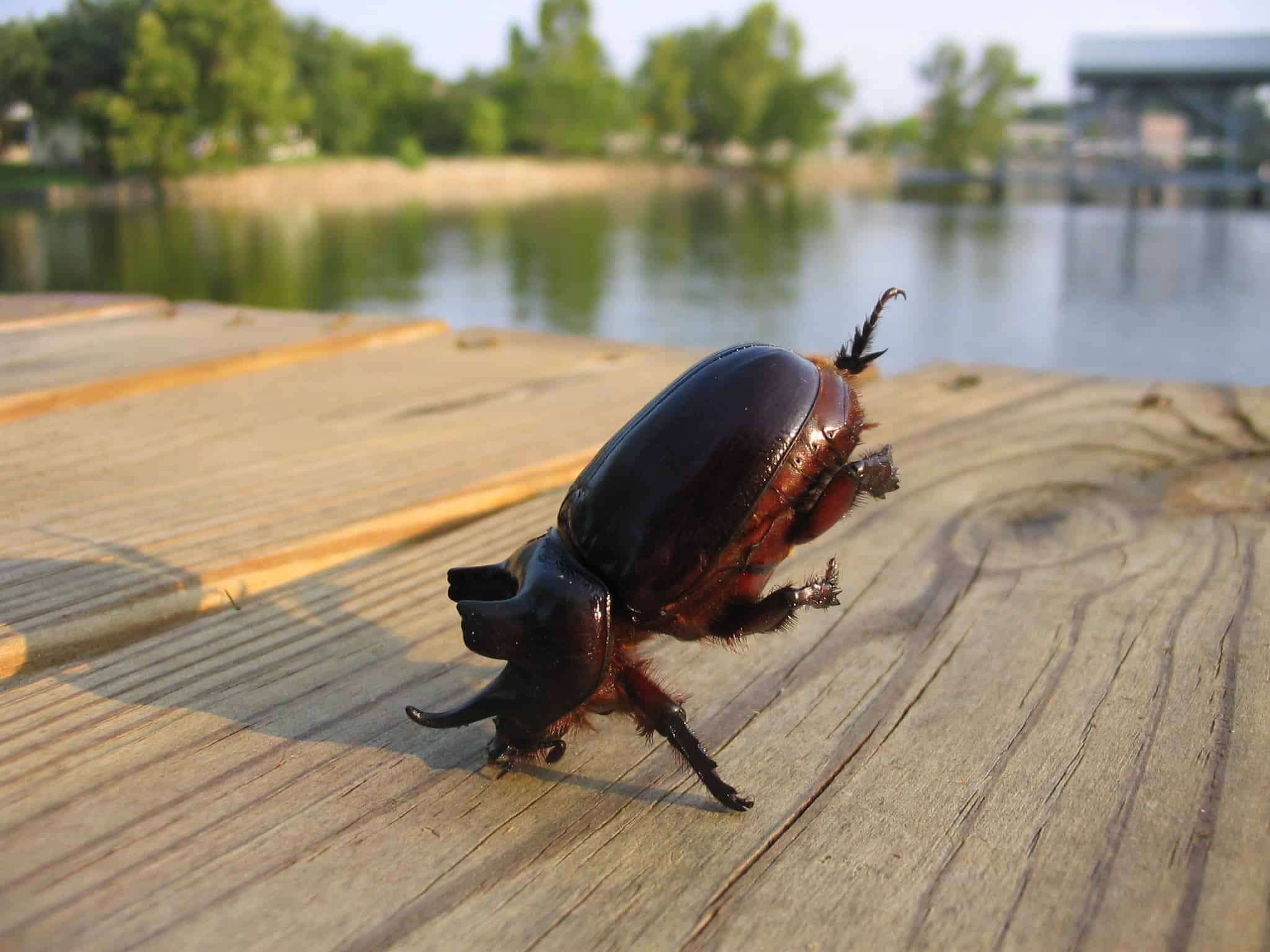 Beetle jumping for joy